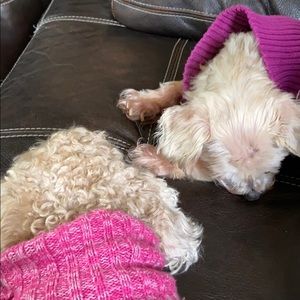 Meet your Posher, Isaac